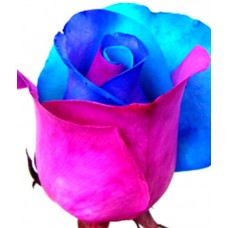 Tinted Roses - Light Blue, Pink, Purple